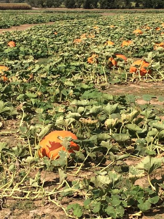 friendly pumpkin patch side pumpkin patch assaria ks photos friendly pumpkin patch side pumpkin patch assaria ks photos